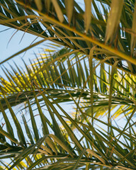 A close-up shot of palm trees, taken from a low angle perspective looking upwards. The detailed image captures the tops of the palm trees against the sky, offering a unique view of the palm leaves 