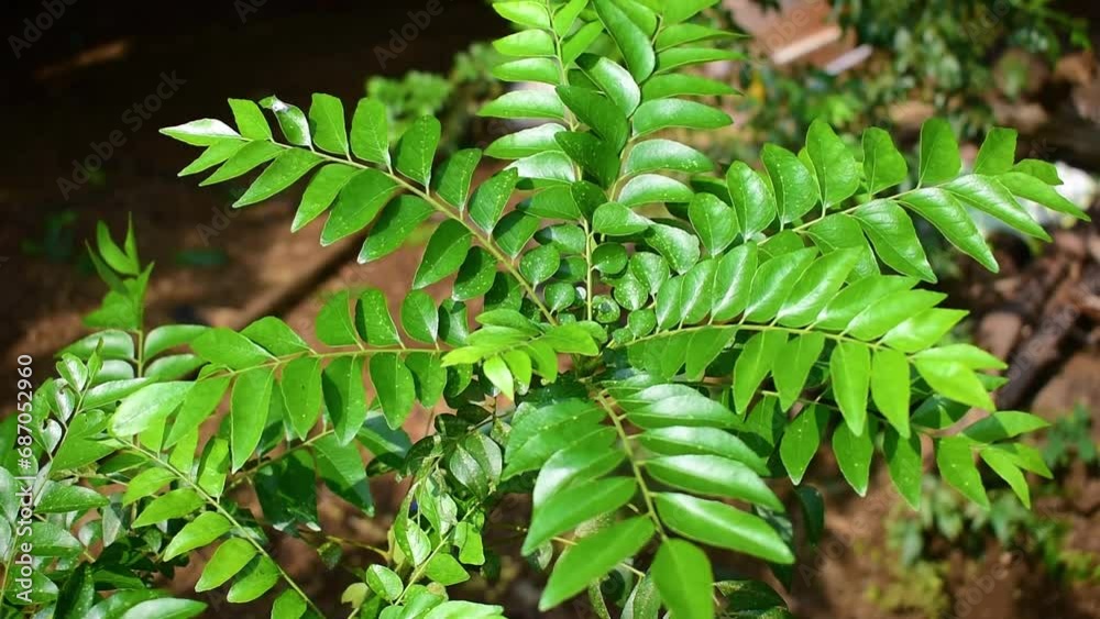 Poster spice curry leaves (murraya koenigii) on a tree, herb plant