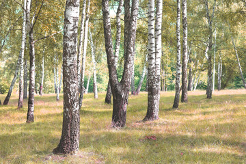 Beautiful birch trees in autumn