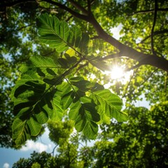 Obraz premium green leaves and sun