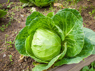 Ordinary cabbage grows in the garden with a fresh harvest