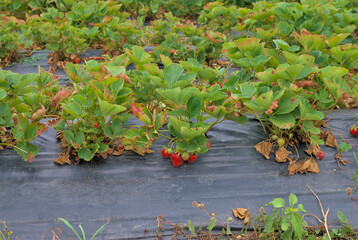 Strawberries in a garden bed with ripe berries, green and blooming flowers on green strawberry bushes. Farm cultivation on film, capillary irrigation.