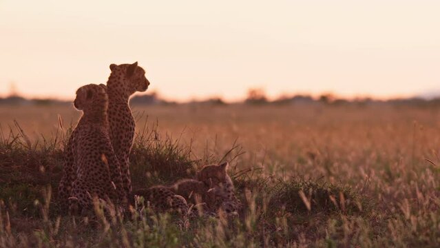 Long lens of a coalition of cheetahs (Acinonyx jubatus) looking through the grasslands for prey at sunrise in Africa.