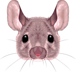 Mouse frontal view, vector isolated animal.