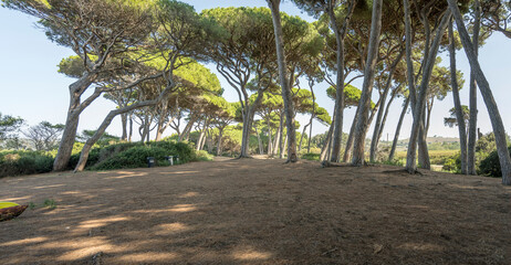 maritime pines grove casts shadow on ground covered with pine-needles, Baratti gulf, Italy