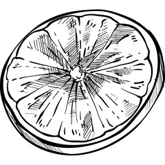 orange fruits handdrawn illustration