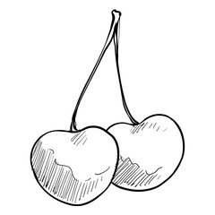cherry handdrawn illustration