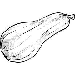 chayote handdrawn illustration