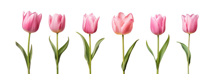 Pink tulip flower collection isolated on a transparent background	