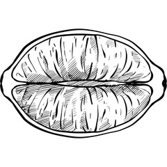 lemon handdrawn illustration