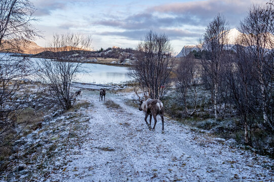 Norwegian deer on rocky shore with snow © Sid Smith