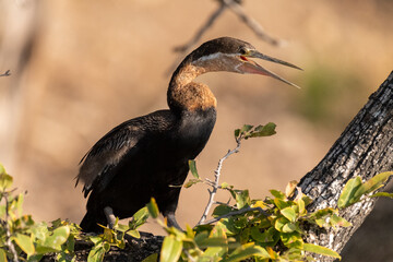 Telephoto shot of a long-tailed cormorant, Microcarbo africanus, sitting on a tree trunk along the Chobe river. Chobe National Park, Botswana.