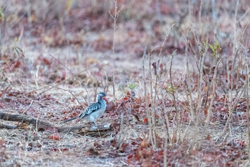 A Southern yellow-billed hornbill -Tockus leucomelas- sitting on a branch of a tree