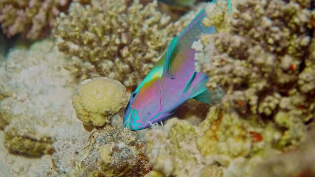Footage of The rusty parrotfish (Scarus ferrugineus) is a species of marine ray-finned fish.
