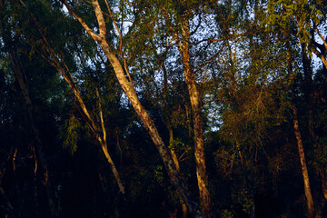 Obraz premium sun shining through trees