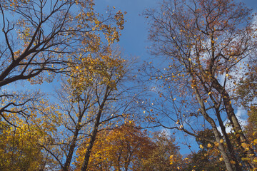 autumn trees in the park