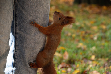 The squirrel climbed on leg