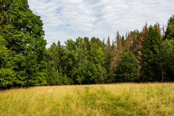 Fototapeta premium View of a mixed forest behind a grassy field