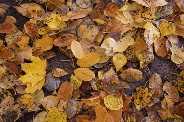 autumn leaves background