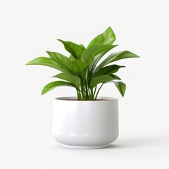 Flower Pot with green Plant isolated on white background