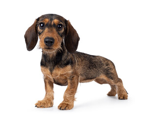 Adorable brown teckel dog pup, standing side ways. Looking towards camera with big innocent eyes. isolated on a white background.