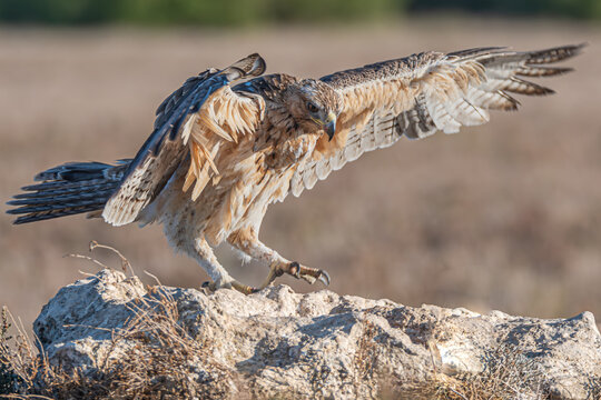 aigle de bonelli