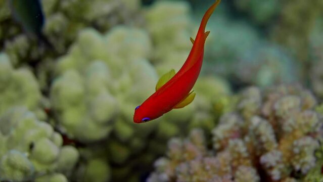 Sea Goldie (Pseudanthias squamipinnis) with Klunzinger's Wrasse (Thalassoma rueppellii) in the Red Sea.