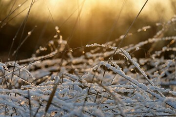 Winter background. Landscape with nature. Abstract colorful background with snow and winter.