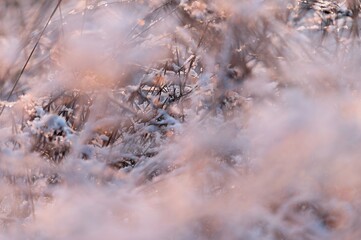 Winter background. Landscape with nature. Abstract colorful background with snow and winter.