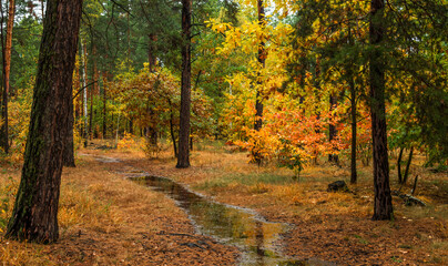 Autumn forest after rain. Puddles reflecting trees. Fallen leaves. Hiking. A walk through the autumn forest.