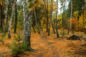 Obraz premium Forest path. The trees are painted in bright autumn colors. Beauty of nature. Hiking. Walk outdoors.