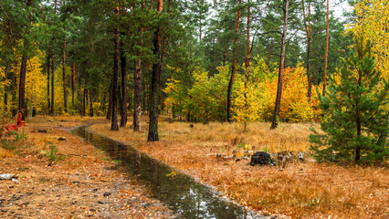 Forest path. The trees are painted in bright autumn colors. Beauty of nature. Hiking. Walk outdoors.