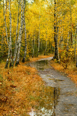 Autumn forest after rain. Puddles reflecting trees. Fallen leaves. Hiking. A walk through the autumn forest.