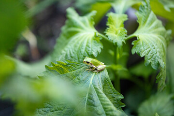 葉っぱの上に座る青蛙