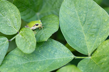 葉の上に座るアマガエル