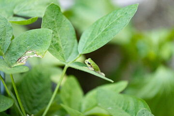 葉っぱの上に座るアマガエル