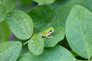 葉の上に座るアマガエル