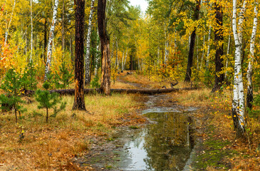 Autumn forest after rain. Puddles reflecting trees. Fallen leaves. Hiking. A walk through the autumn forest.