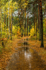 Fototapeta premium Autumn forest after rain. Puddles reflecting trees. Fallen leaves. Hiking. A walk through the autumn forest.