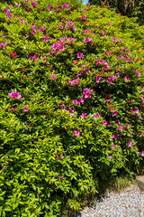 Close-up of a bush of flowering azaleas in the park. Lake Como springtime -  Taken in Tremezzo, Italy Lombardy
