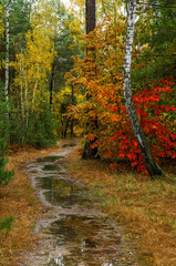 Autumn forest after rain. Puddles reflecting trees. Fallen leaves. Hiking. A walk through the autumn forest.