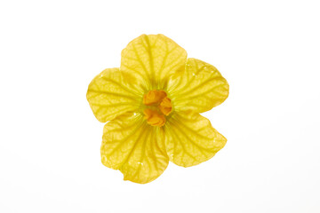 yellow watermelon flower isolated on white background