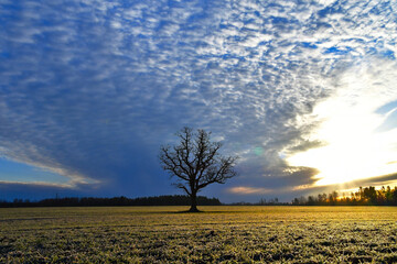 An oak tree in the middle of a field with a beautiful sky in the background.