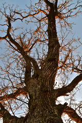 An oak tree and its branches in the morning sun with a blue sky in the background.