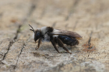 Closeup on a female ashy mining bee, Andrena cineraria sitting on wood