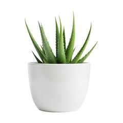 Aloe vera plant in a white pot. Isolated on transparent background.