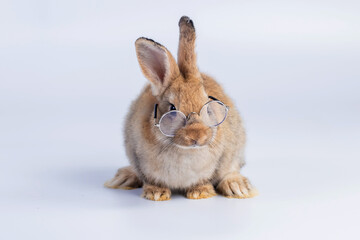 bunny Easter fluffy baby rabbit or new born rabbit. baby cute rabbit or new born adorable bunny. Easter Bunny.  Symbol of Easter day.