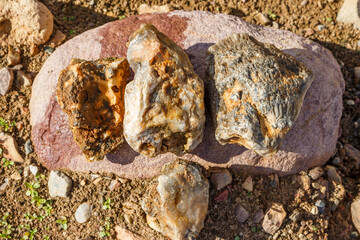 Searching for stones and fossils in a sand quarry, rockhounding