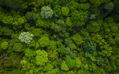 Naklejka premium 3d render nature macro closeup green flora ai generative