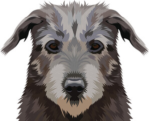 Irish Wolfhound dog face isolated on a white background, EPS, Vector, Illustration - This versatile design is ideal for prints, t-shirt, mug, poster, and many other tasks.